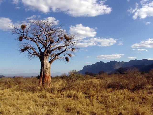Future Challenges and Conservation Strategies for Baobab Trees in Madagascar