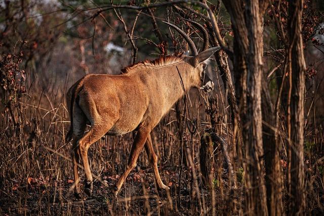 Future ⁣Fixtures: What Lies Ahead ⁤for Cameroon ⁢and Nigeria