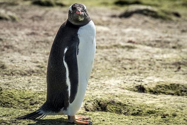 Engaging⁢ Stakeholders ‌in the Protection of Endangered ⁤Species