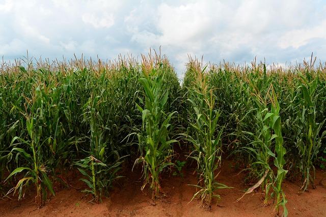 The Future of Maize Pricing: Insights from Regional Economic Trends