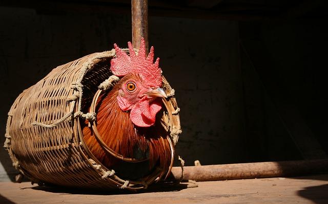 Animal Welfare Concerns in the Context of Namibia's Planned Culling Strategy