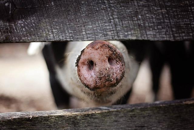 Analyzing the Economic Impact of Pig Farming in the Region