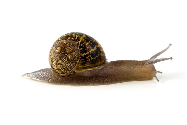 Key Factors Contributing to the Slow Start