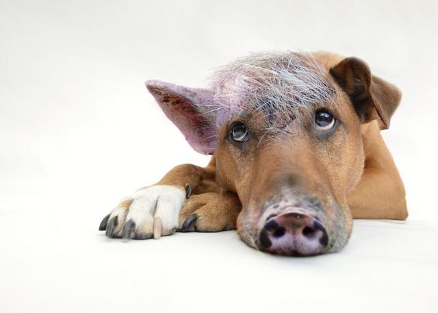 Understanding the Current Pig Population dynamics in East Africa
