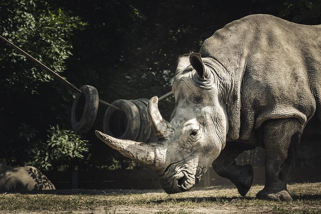 Challenges Ahead: Protecting Rhinos in Their New Habitat