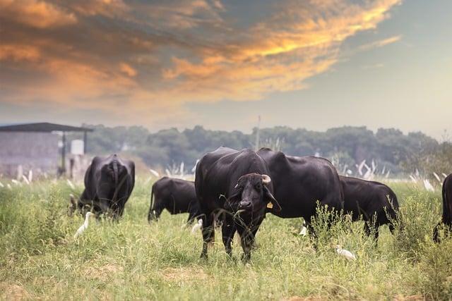 The Role of Cattle in Enhancing Intra-African Trade Dynamics