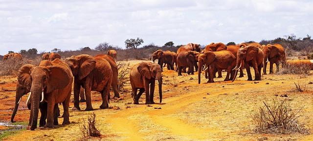 Implications for Regional Security and Stability in East Africa