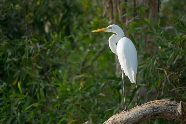 Exploring Uncharted Territories: Hidden Gems in Africa's Wilderness