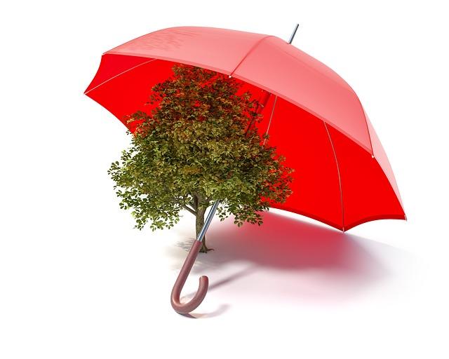 Reforestation Initiatives in Malawi's Highland Regions