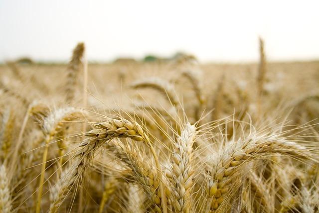 Innovative Approaches to Agricultural development in Emerging Markets