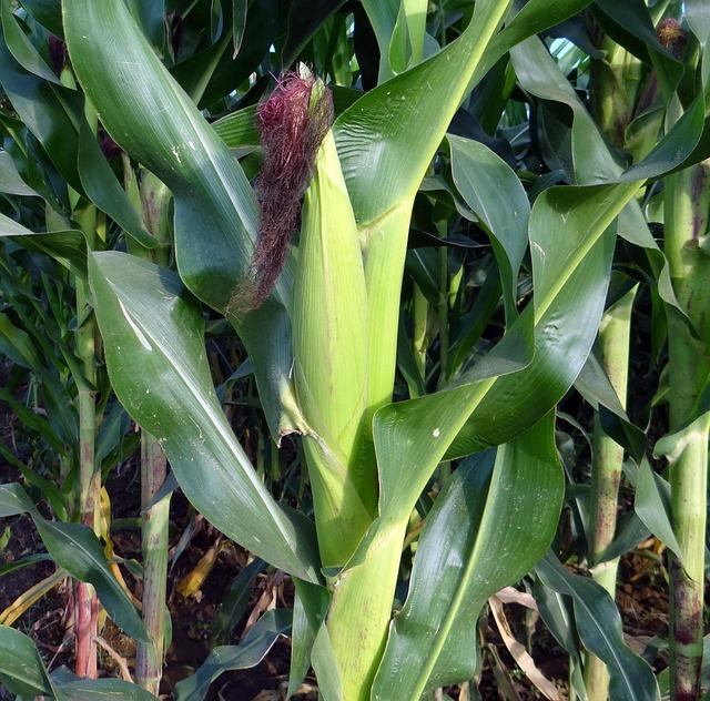 Economic Policies and Trade Practices Influencing Maize Availability