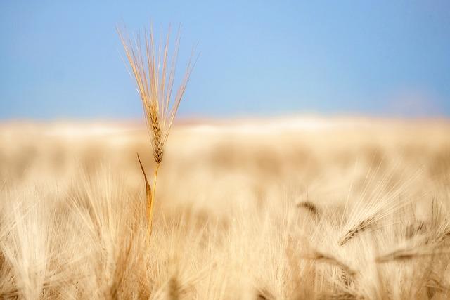 Economic Implications of Unregulated migration on South African Communities