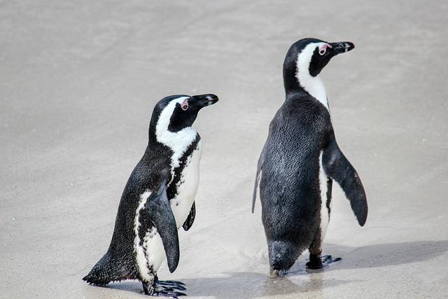 S. africa Court ​Decision Aims to Preserve Endangered African ⁢Penguins