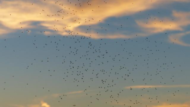 Future prospects for Gene-Edited Mosquitoes in disease Control