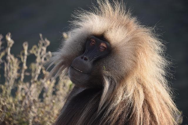 Adventure Awaits: Outdoor Activities in the Simien Mountains