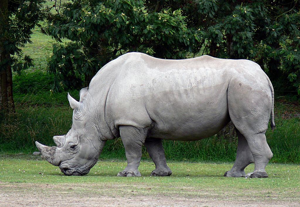 NEWS: White Rhinos translocated from South Africa to Tanzania - Atta travel