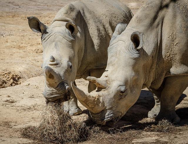 Future Prospects for White Rhinos in Their New Habitat