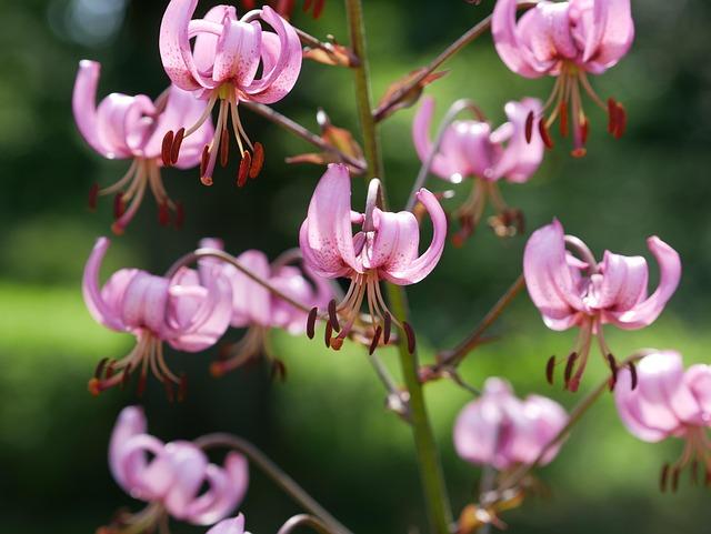 future Trends in Telecommunications Driven by the Turk Telekom and cisco Collaboration