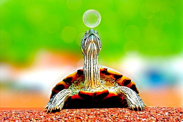 Innovative Initiatives for Turtle Conservation in Principe