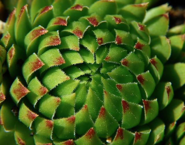 The Role of Research and Conservation in Securing the Future of Succulent Species