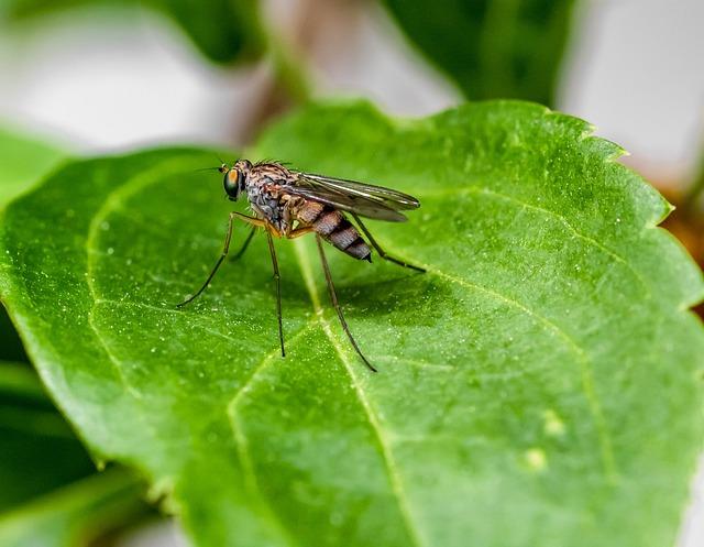 Malaria Outbreak in DRC: An In-depth Analysis of the Current Situation