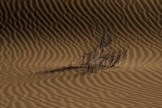 Sustainable Practices for Desert Resilience: Innovations by the FAO