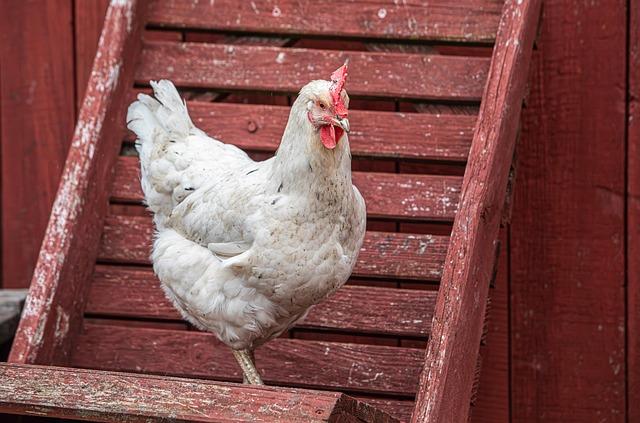 Innovative Solutions for Sustainable Poultry Farming Practices
