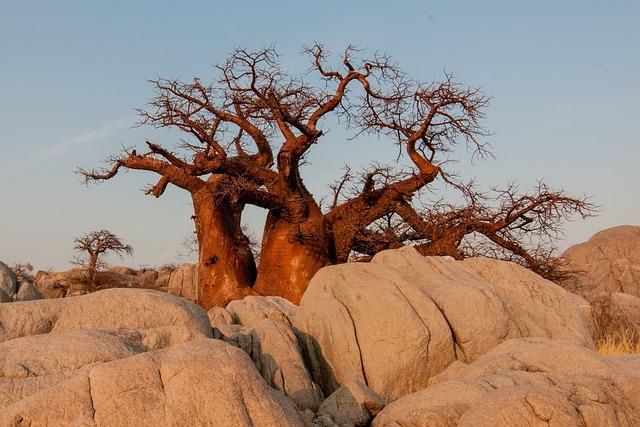 Cultural Significance of Baobab Trees in Malagasy society