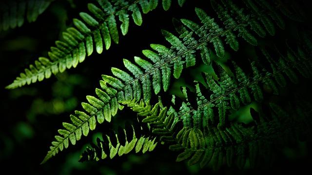 Future Directions for Research and Collaboration in Biodiversity Protectio