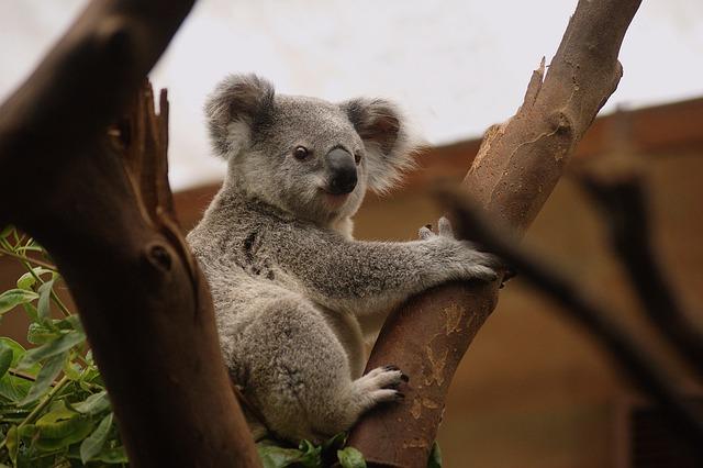 Showcasing Wildlife: Unique ​Experiences That Promote Conservation Efforts