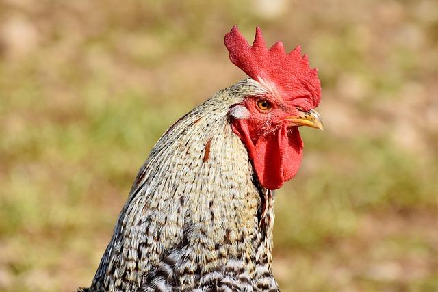 Market Competition's Influence on Chicken Pricing Dynamics