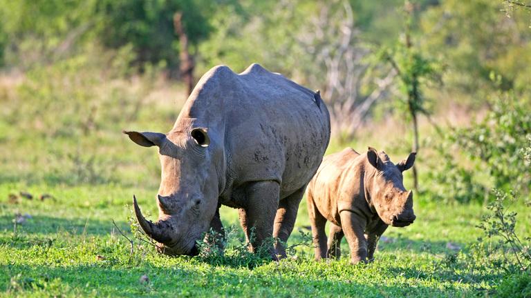 The Significance of Translocating White Rhinos for Biodiversity