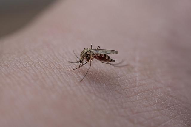 Future ⁣Directions: Building Sustainable mosquito Control ​Programs in Djibouti