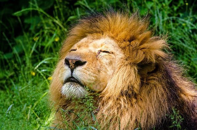 The Road Ahead: Long-term benefits of African Lion Exercises for tunisia and Africa