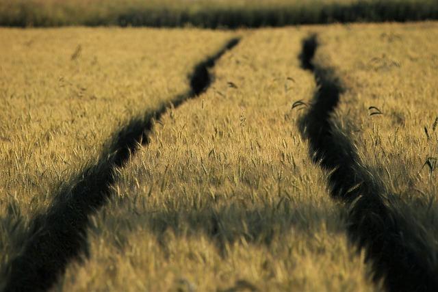 Future Prospects: Addressing Land Management and Resource Sharing ⁣Issues