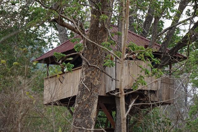 The Unique Experience of Sleeping Among the Trees in Africa