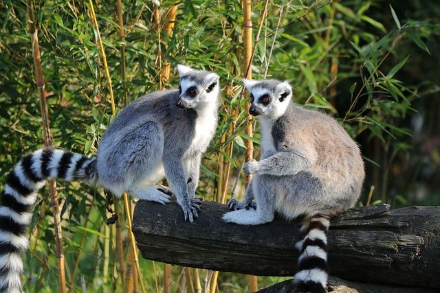 Recommendations for Madagascar: Strategies to Reinvent and Retake Control in the Group