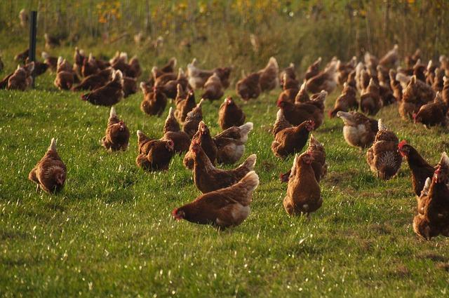 Future Outlook: Strategies for Strengthening Africa's Poultry Industry