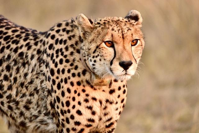 benin's Cheetahs Prepare for Critical World Cup Qualifier Clash in Durban