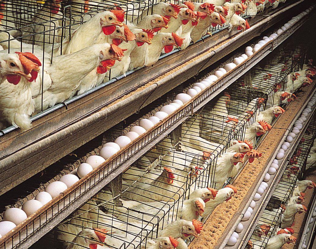 Economic Benefits of Poultry farming in vulnerable Communities