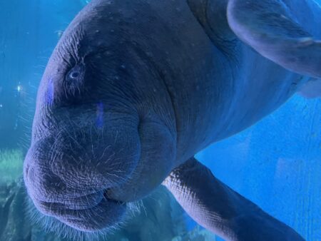 Saving the mysterious African manatee at Cameroon hotspot – Phys.org