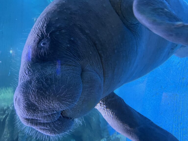 Protecting the Enigmatic African Manatee in Cameroon’s Wildlife Hotspot Saving the mysterious African manatee at Cameroon hotspot – Phys.org
