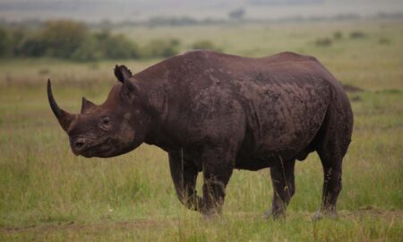 Rhinos went extinct in Uganda 40 years ago. Now, a private ranch is home to almost 50 – CNN