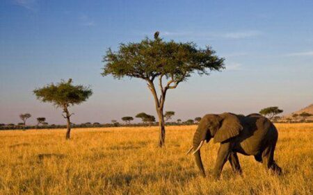 Kenya’s strategic shift to regional defence, security diplomacy – ZAWYA