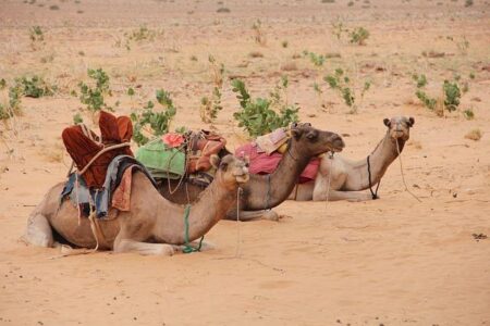 Mauritania launches digital ID app to boost access to services and improve governance – Biometric Update
