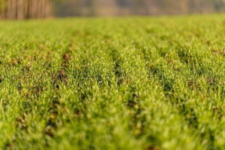 Transforming Farming in Uganda: The journey of four farmers and their demonstration plots – CIMMYT