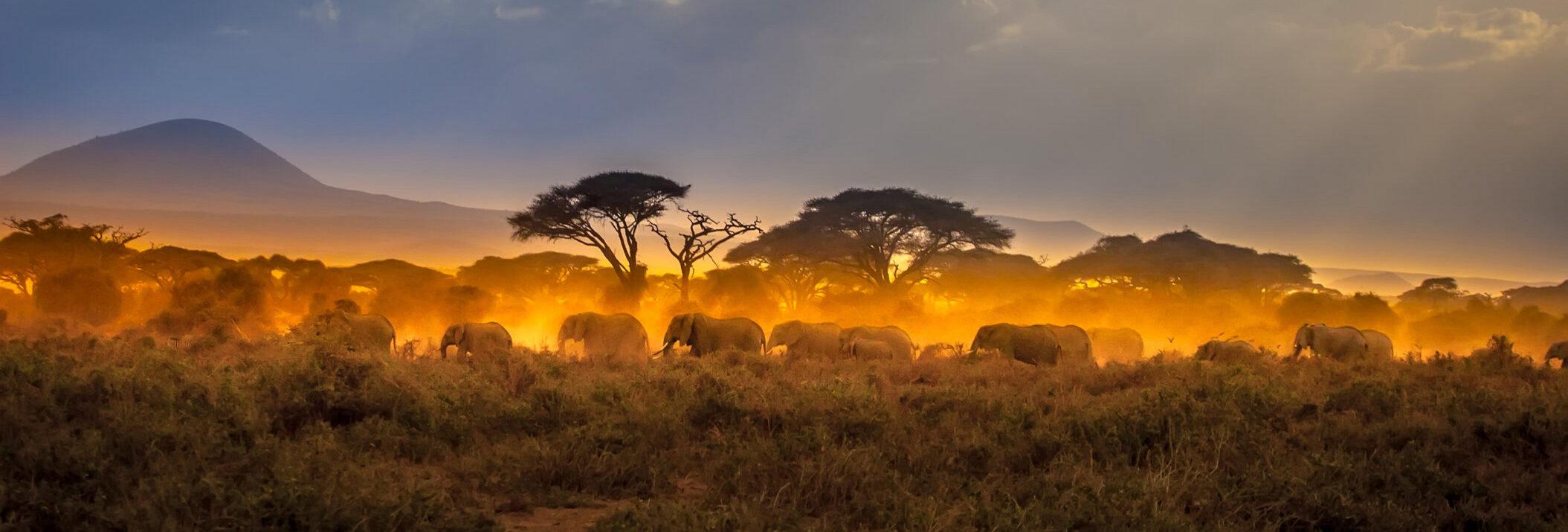 Kenya's Evolving‌ Role in East African Security Architecture