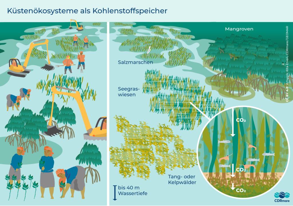 Long-term Implications for Coastal Ecosystems and Local‍ Economies