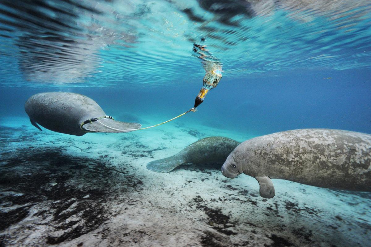 The Importance of Research and Monitoring for Sustainable Manatee Management