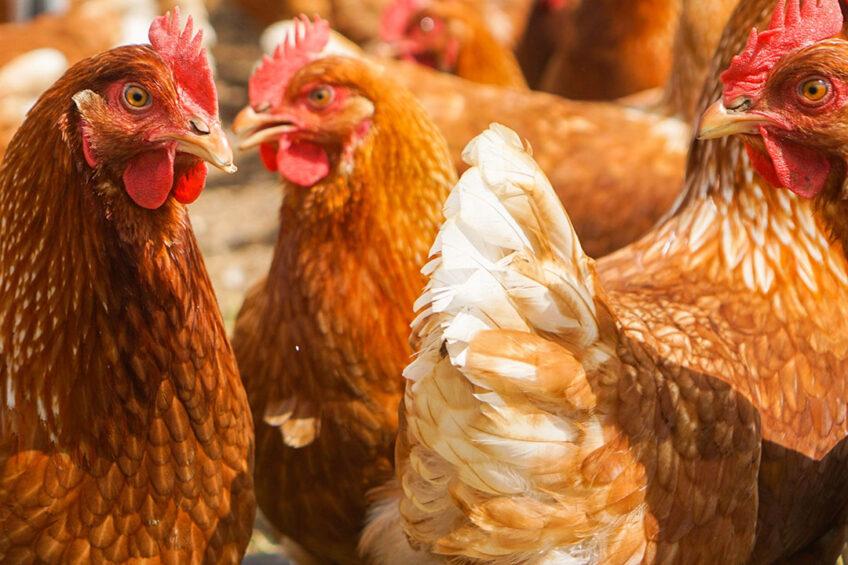 The Role of Climate-Resilient chickens in Sustainable Agriculture